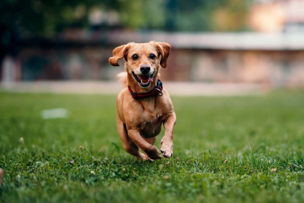 Chien regardant avec affection et loyauté
