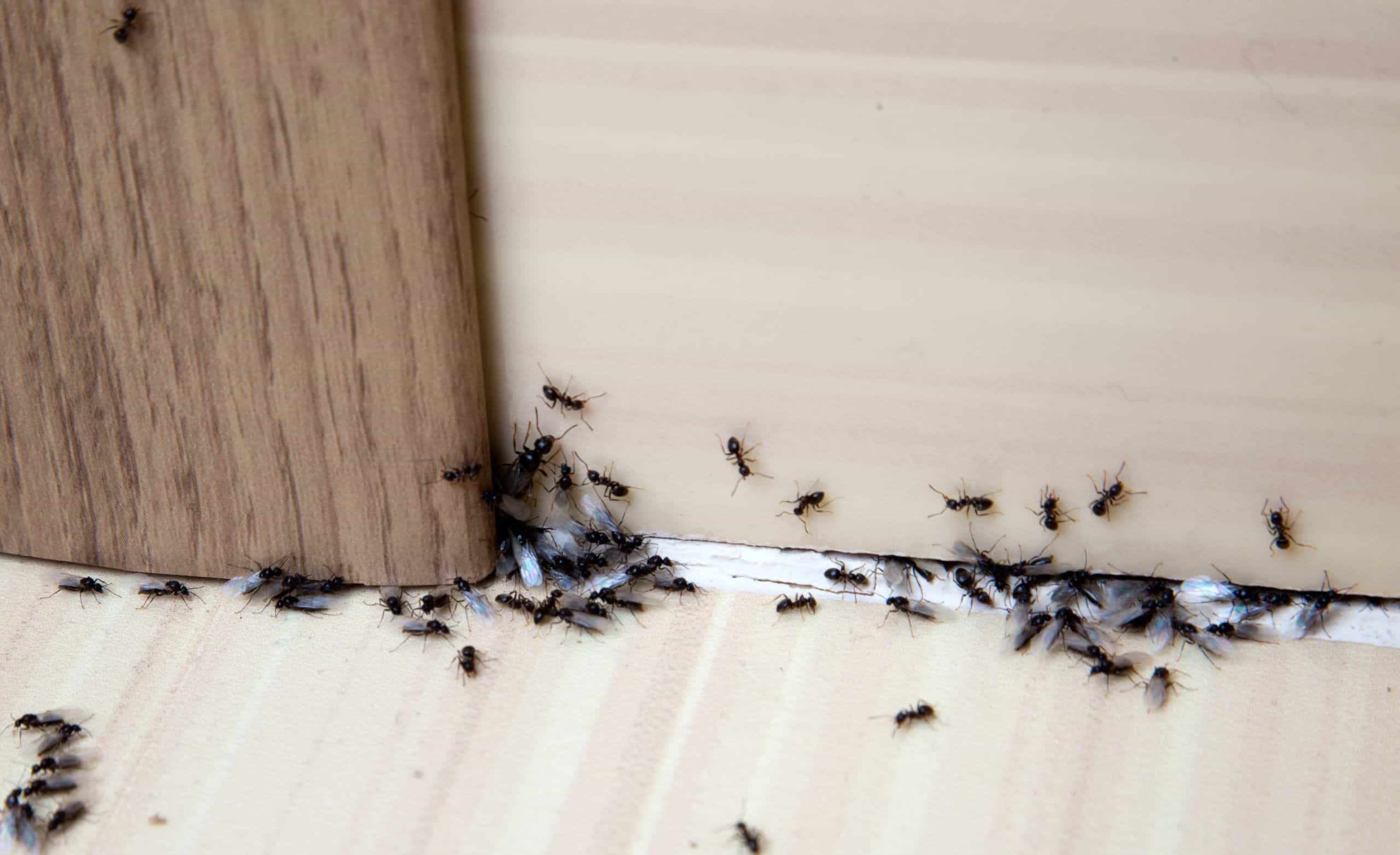 Fourmis envahissant une maison