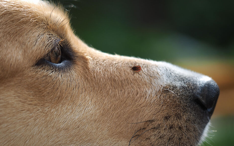 Chien inspecté pour les tiques