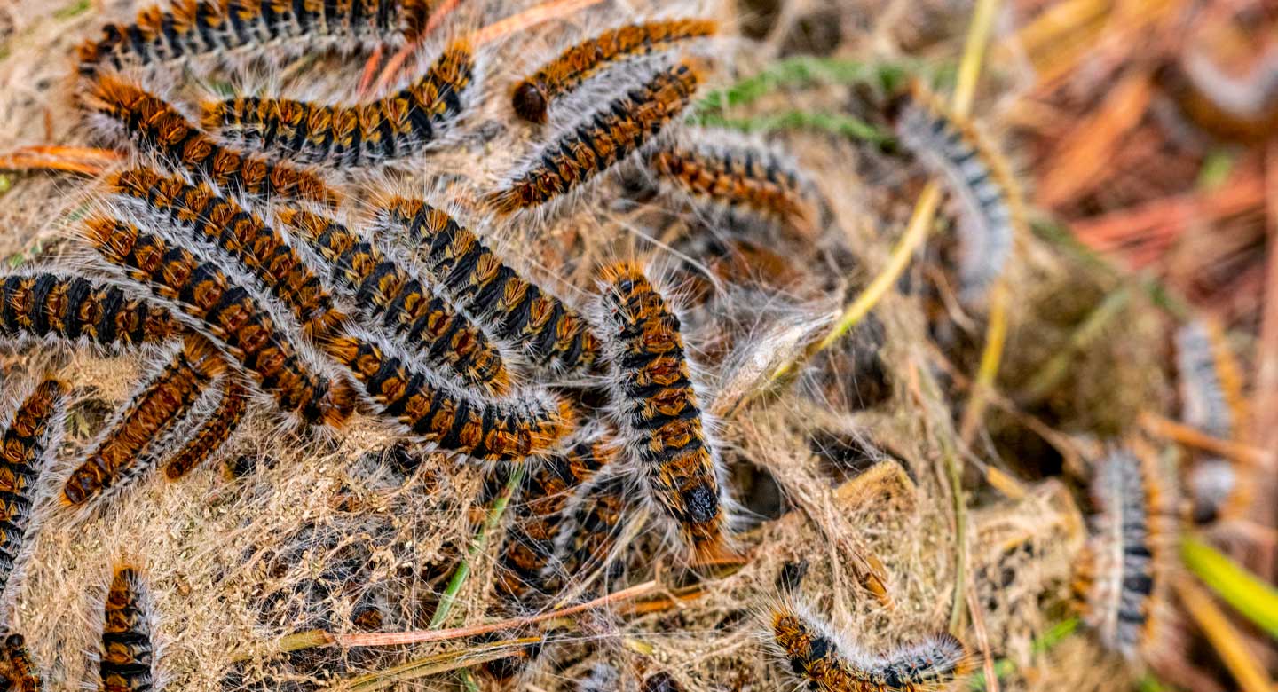 Chenille processionnaire isolée