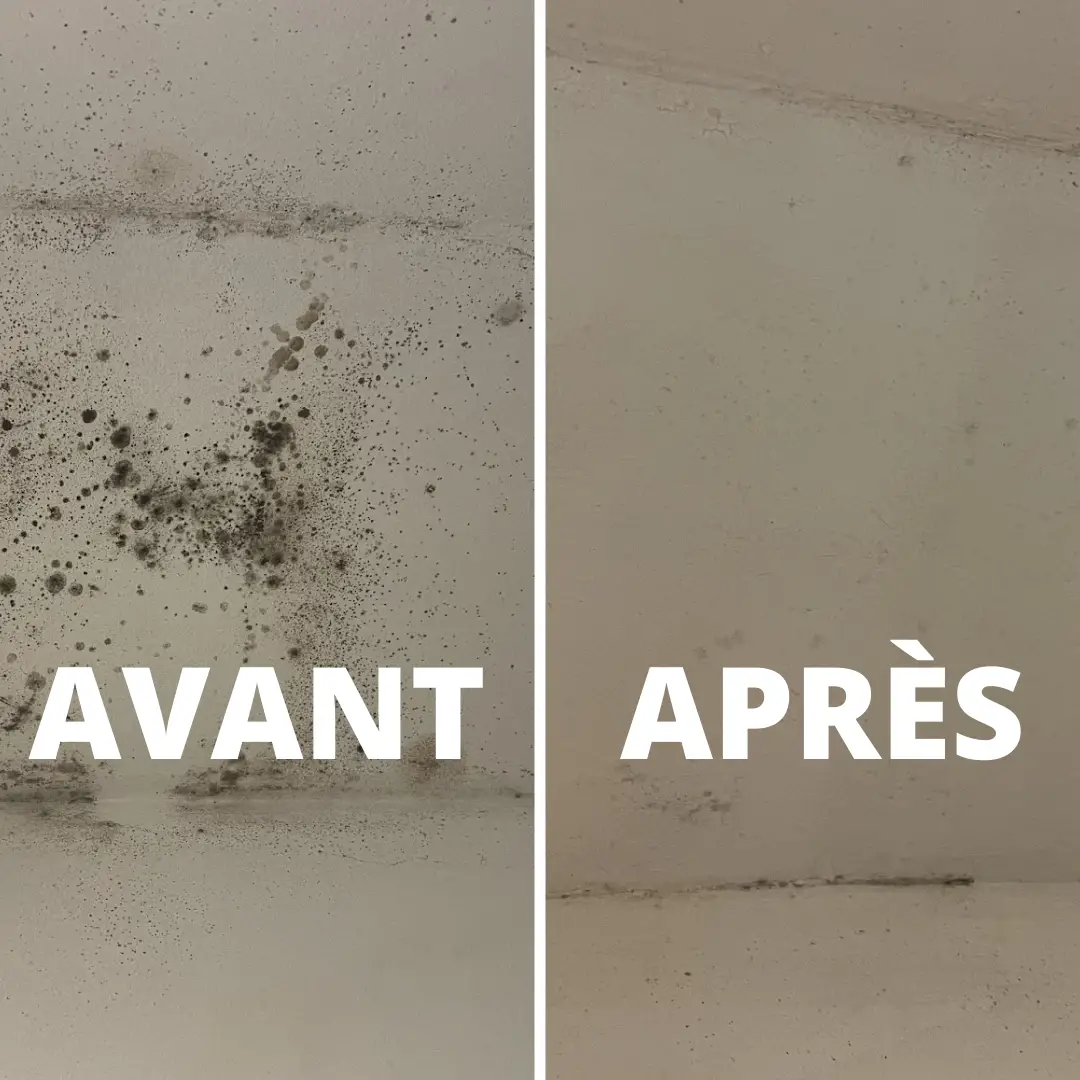 Ingrédients naturels contre les moisissures