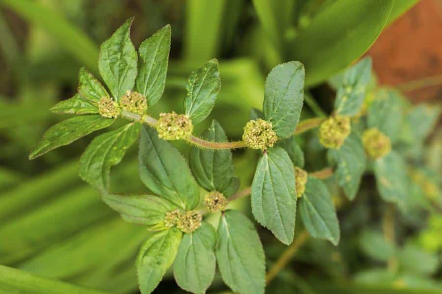 Feuilles d'Euphorbia Hirta