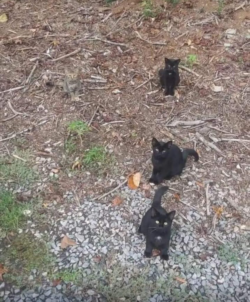 Un chat superbement camouflé dans son environnement