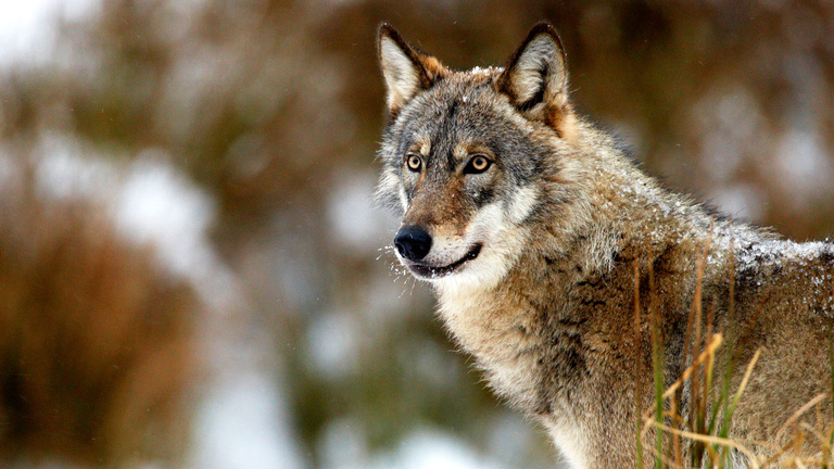 Loup observant un paysage forestier avec intensité