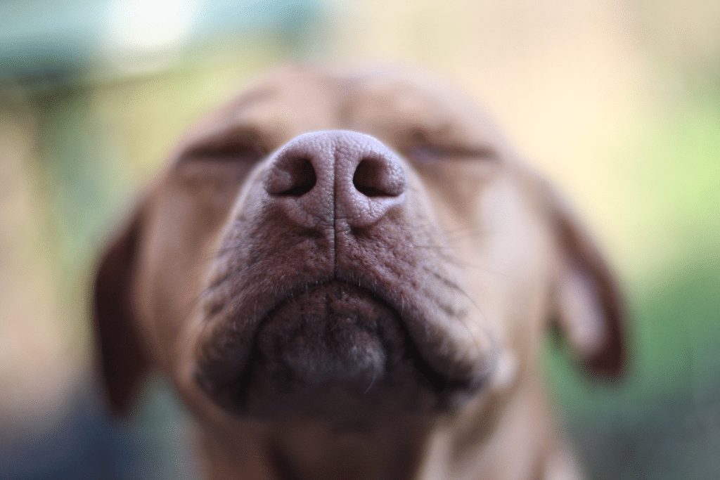 Chien détectant des odeurs