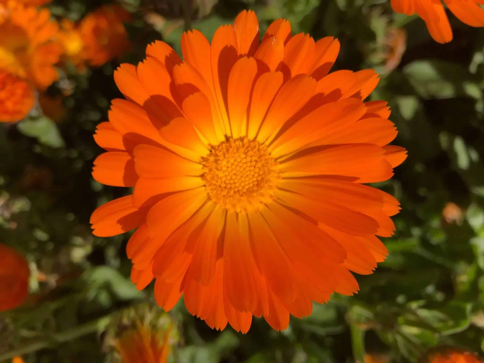 Fleur de calendula en pleine floraison