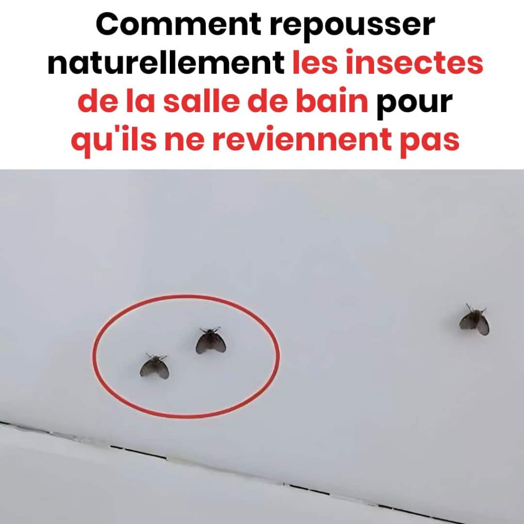 Comment éradiquer la présence de 10 insectes communs dans la salle de — free download