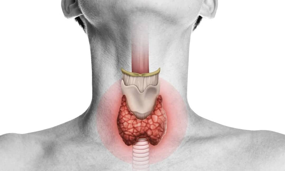 Illustration de la thyroïde