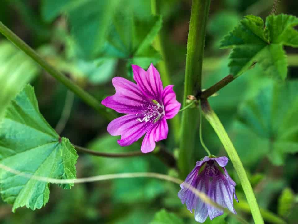 Détail d'une fleur de mauve