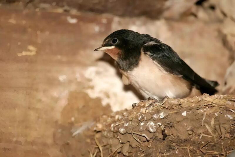 Groupe d'hirondelles volant ensemble