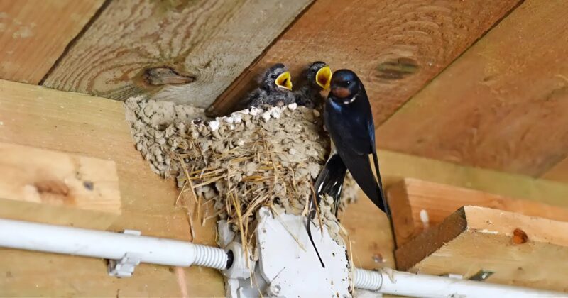 Hirondelle posée sur une branche