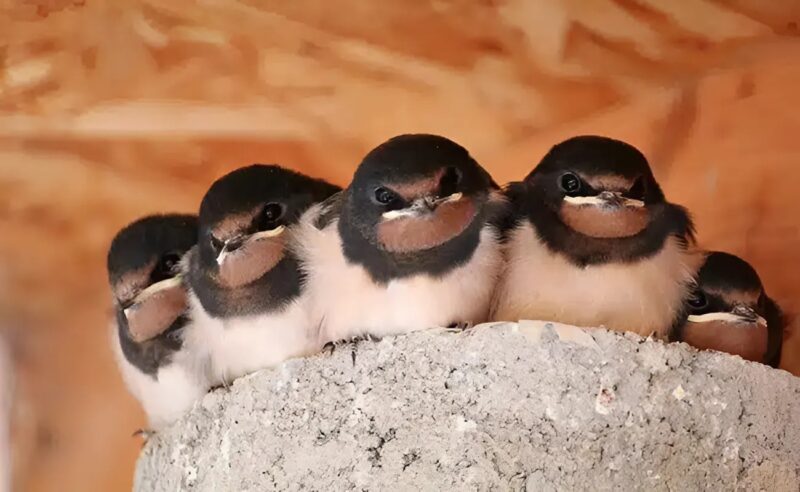 Hirondelle observant depuis une fenêtre