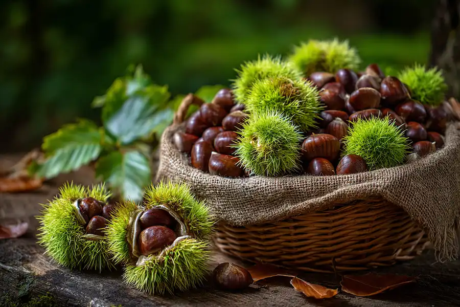 Fruits et graines de marronnier d'Inde