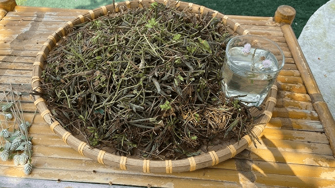 Différentes façons de consommer le Mimosa pudica : tisane, poudre, compléments