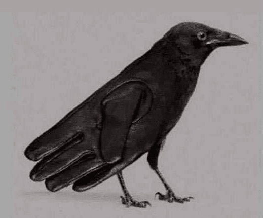 Illustration d'un corbeau posé sur une branche