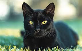Chat noir observant l'horizon