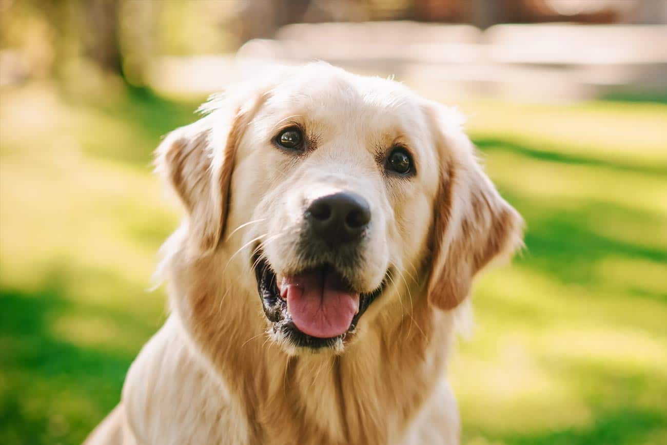 Chien reniflant avec attention
