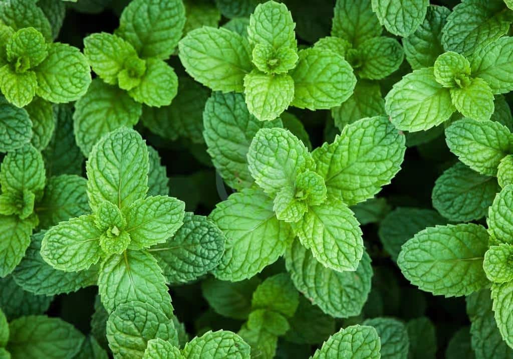 Feuilles de menthe fraîche