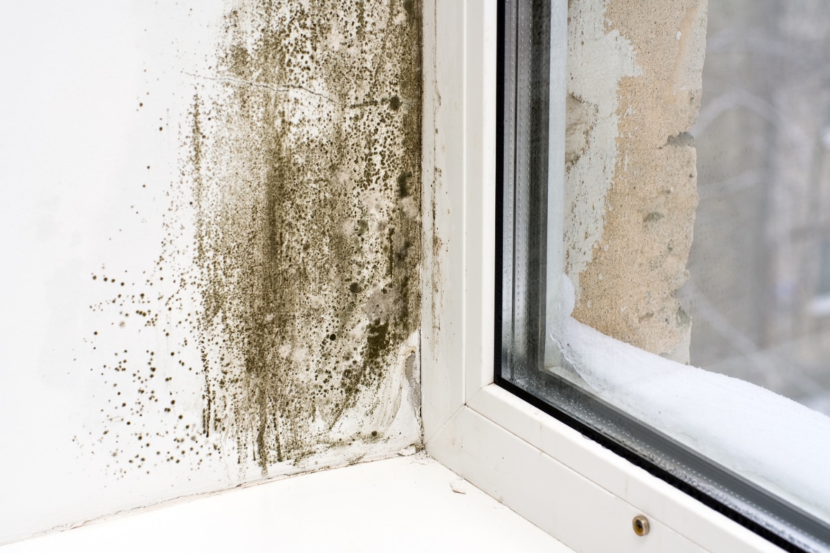 Moisissures sur un mur due à l'humidité