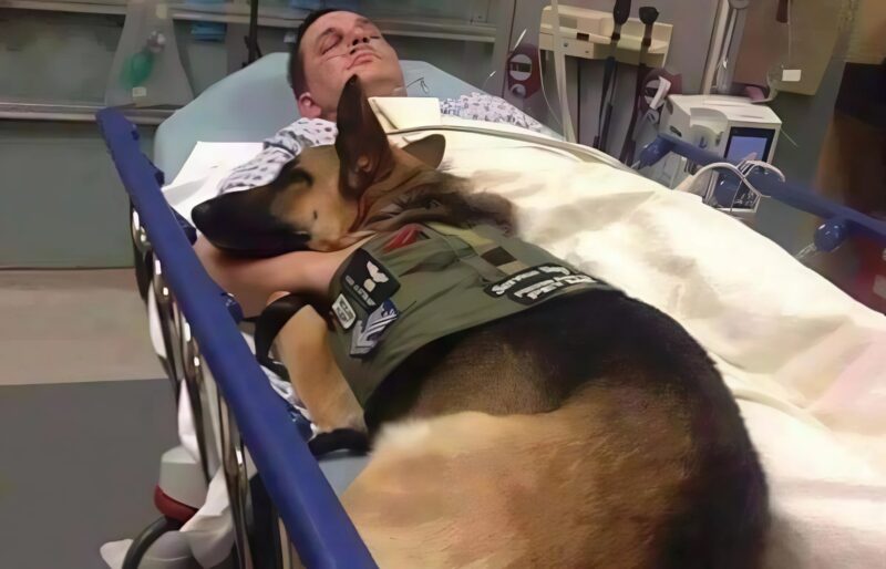 Chien couché contre son maître convalescent