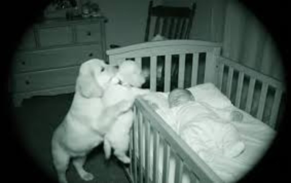 Bébé et chiot endormis côte à côte dans un berceau