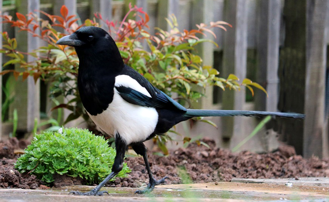 Pie se posant dans un jardin