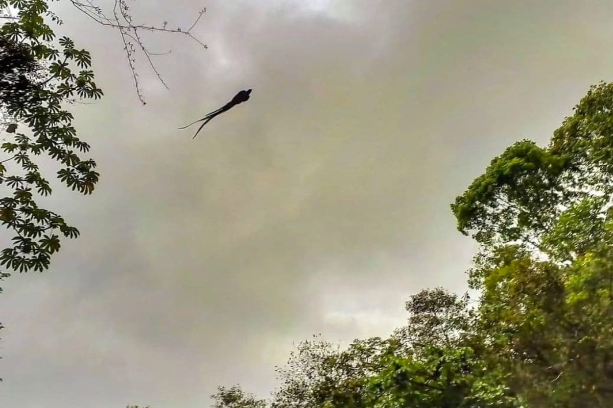 Quetzal resplendissant en vol