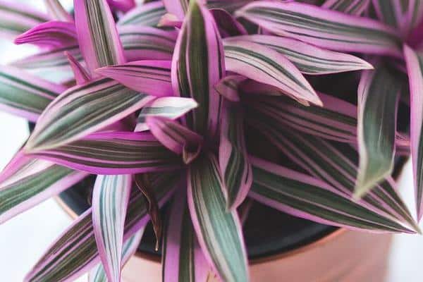 Détail des feuilles de Tradescantia