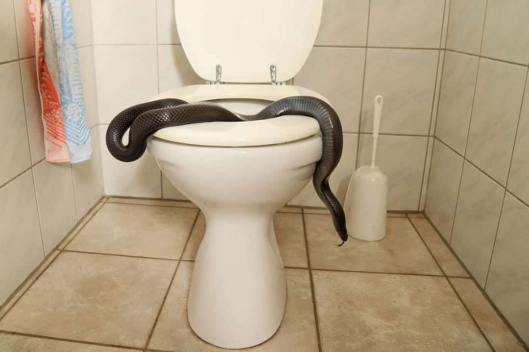 Signes de présence d'un serpent dans une maison