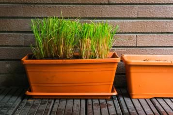 Plantes répulsives contre les tiques