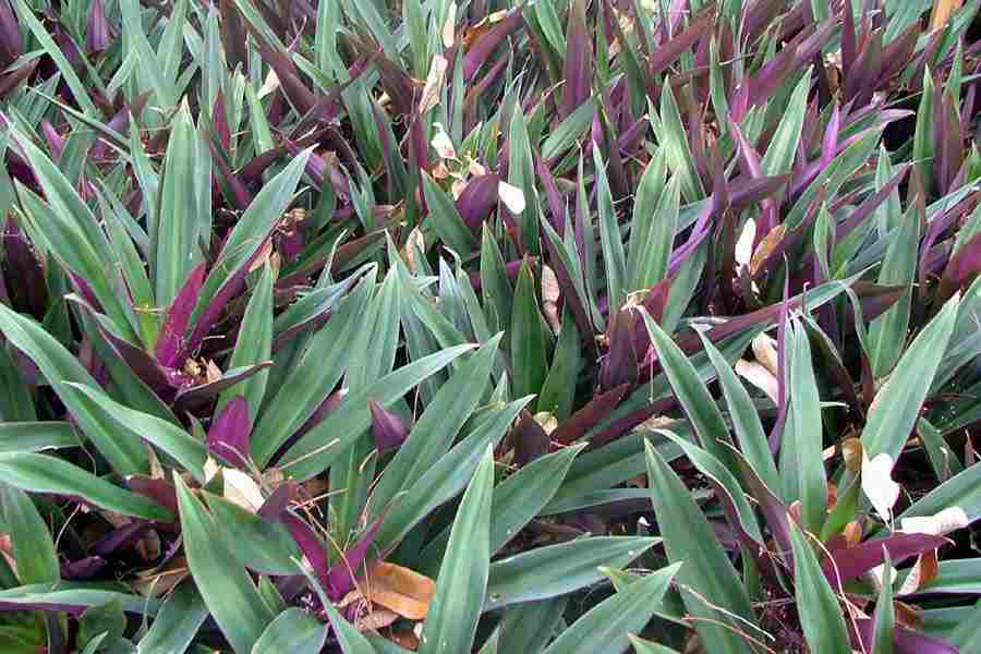 Feuillage coloré de la Tradescantia discolor
