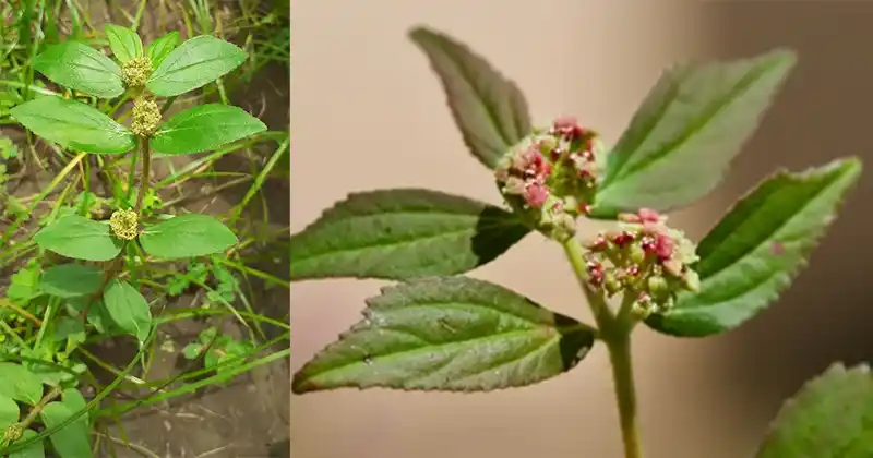 Euphorbia Hirta plante médicinale