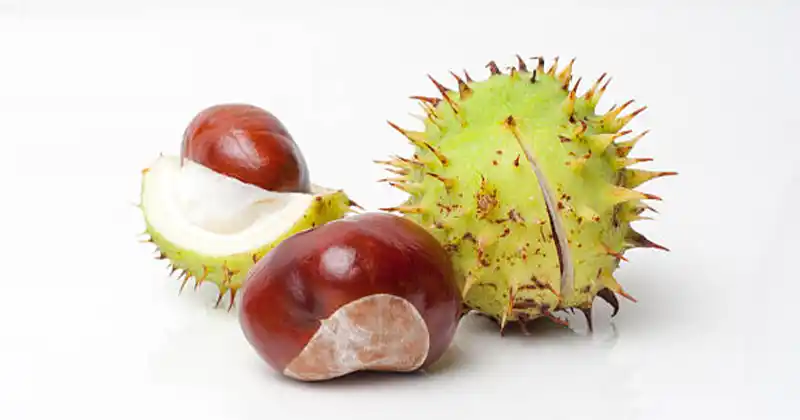 Marronnier d'Inde avec ses fruits caractéristiques